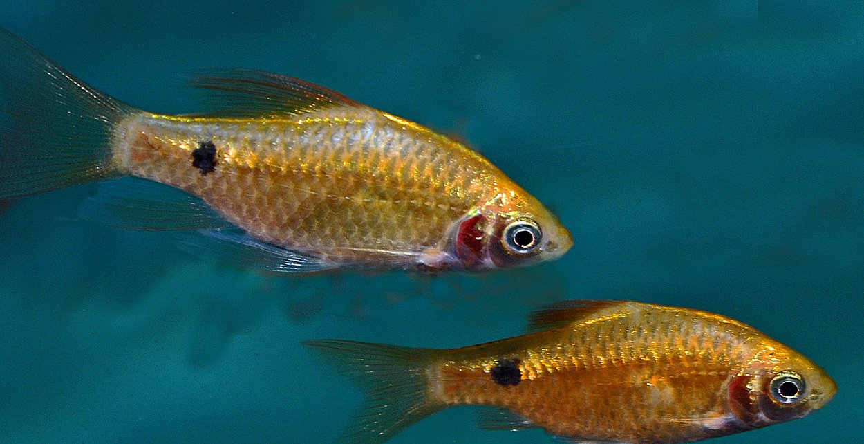 Pethia conchonius