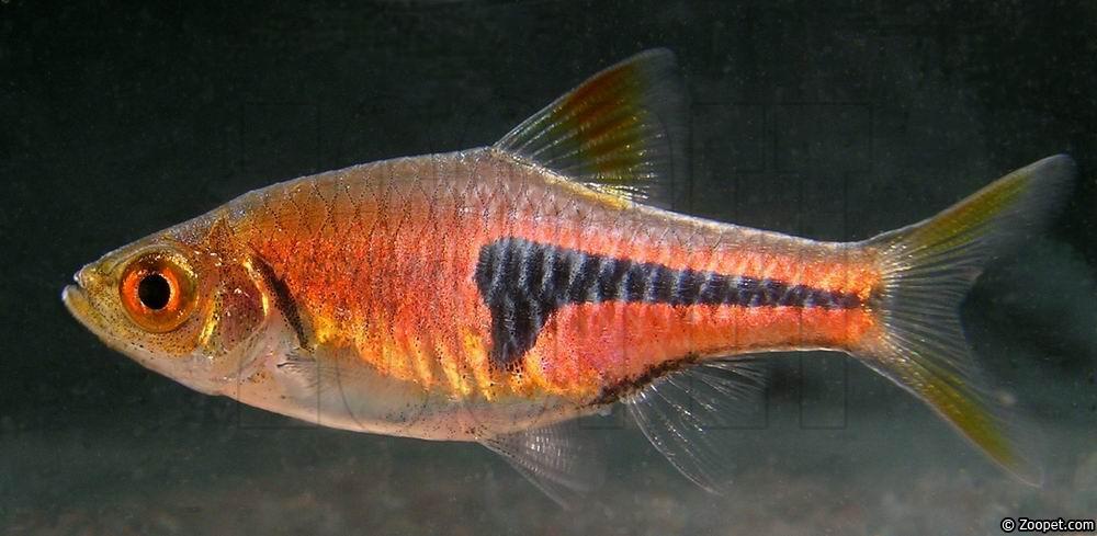 Trigonostigma espei