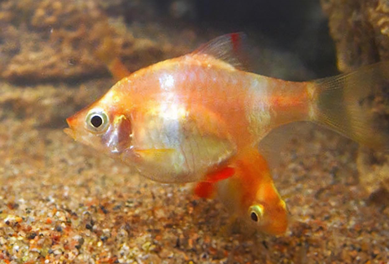 Puntius tetrazona