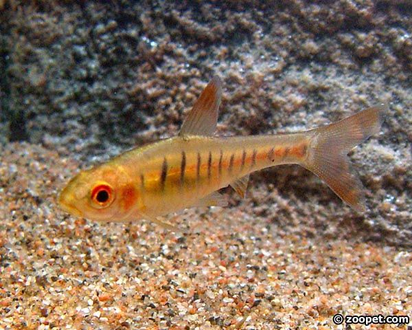 Barbus fasciolatus