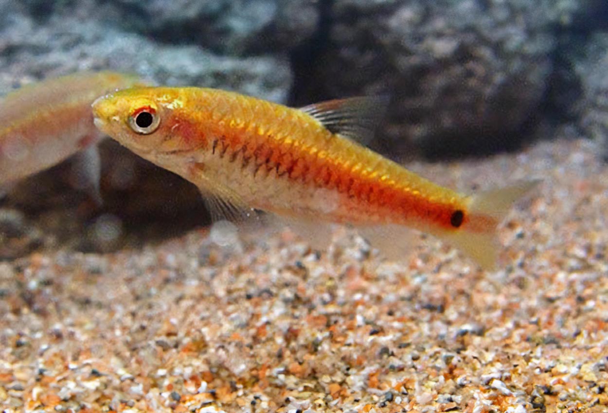 Puntius bimaculatus