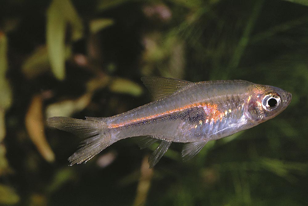 Trigonostigma espei