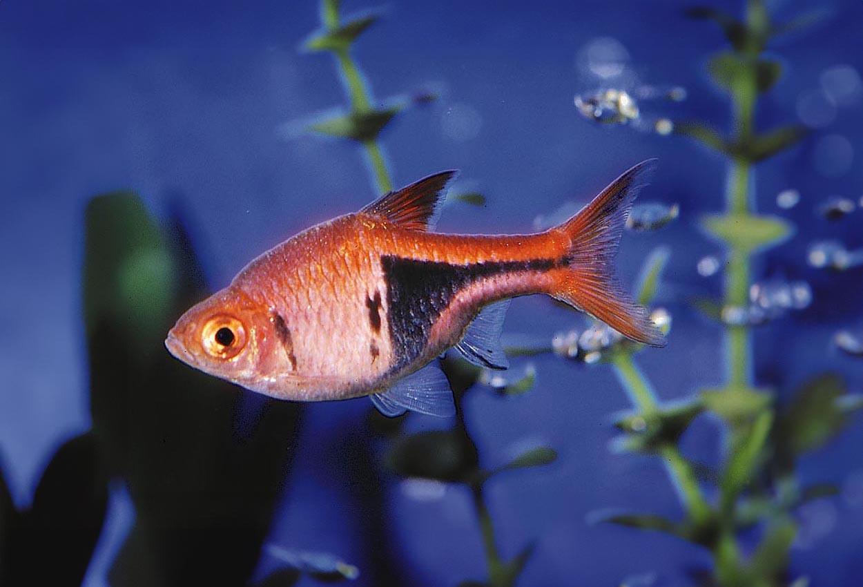 Trigonostigma heteromorpha