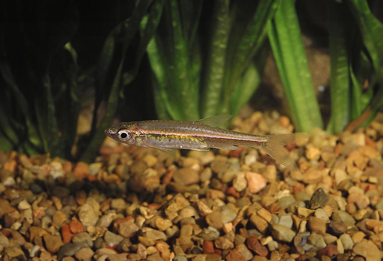 Rasbora pauciperforata