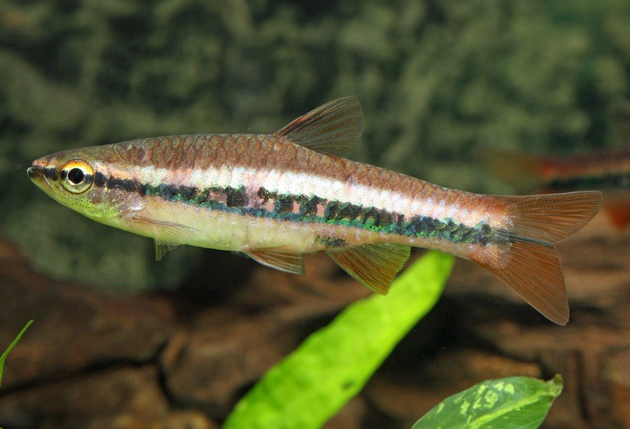 Rasbora patrickyapi