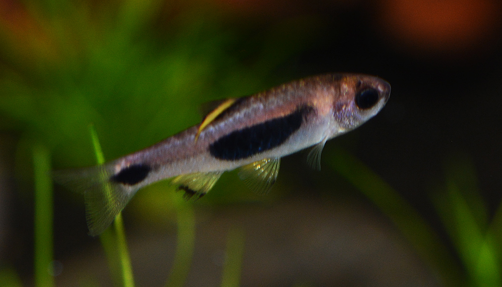Enteromius hulstaerti