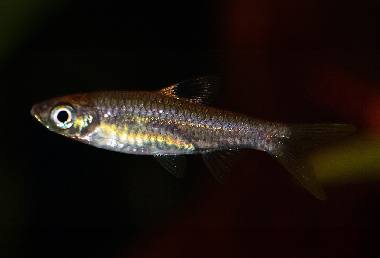 Rasbora dorsiocellata