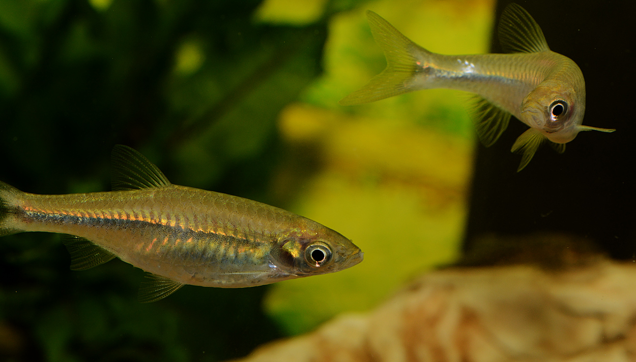 Rasbora steineri