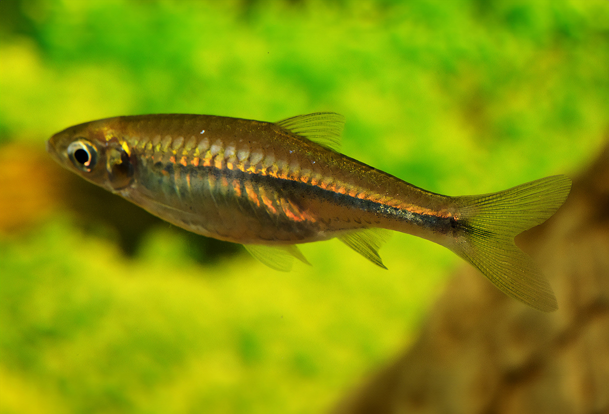 Rasbora steineri