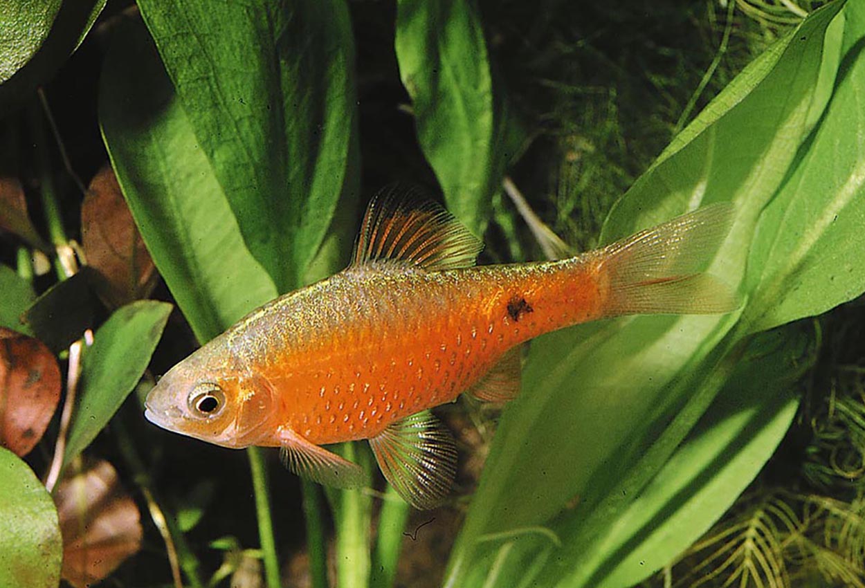 Puntius conchonius