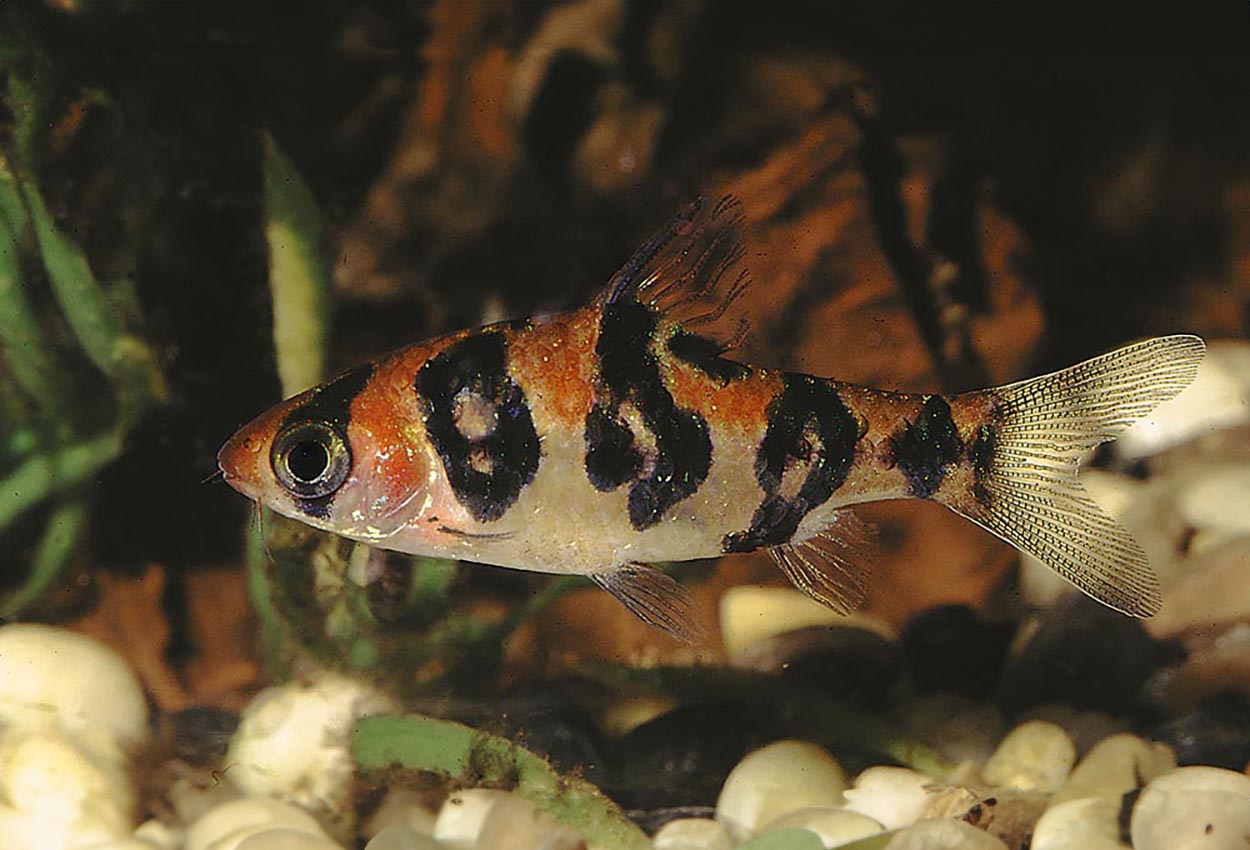 Desmopuntius rhomboocellatus