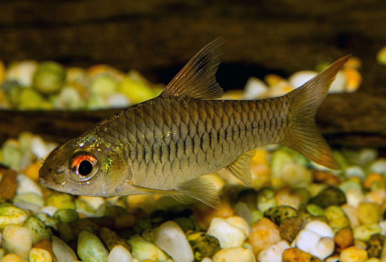 Enteromius callipterus