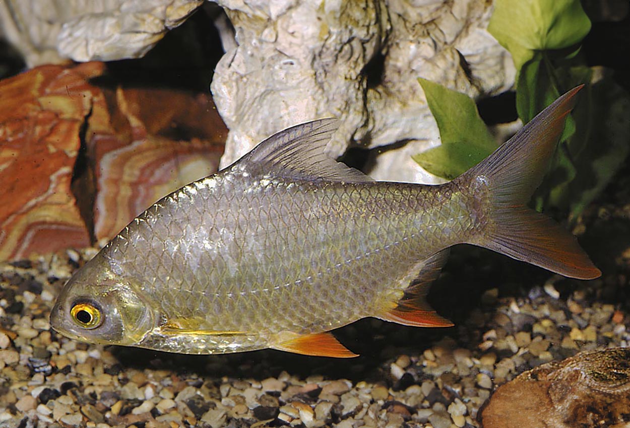 Barbonymus schwanenfeldi