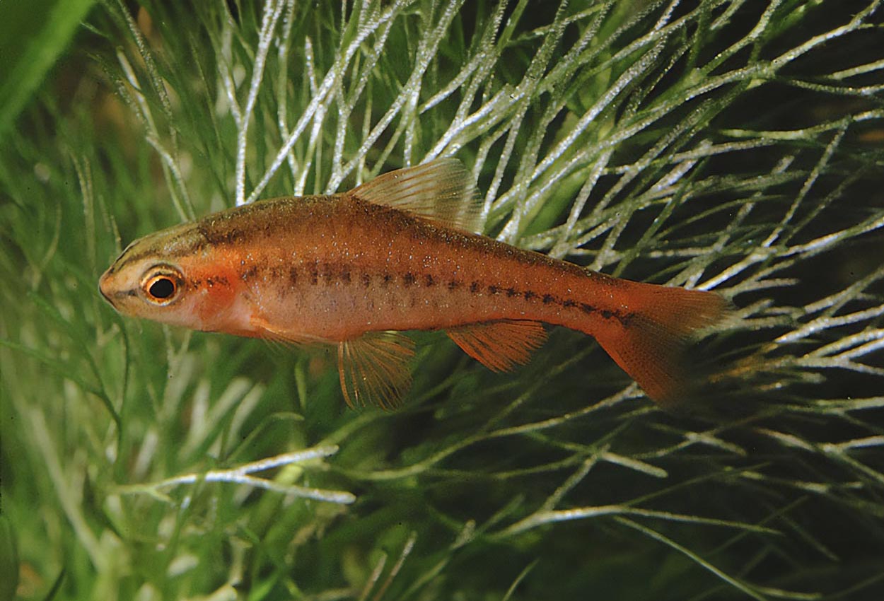 Puntius titteya