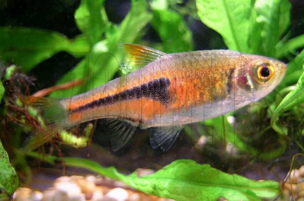 Trigonostigma espei