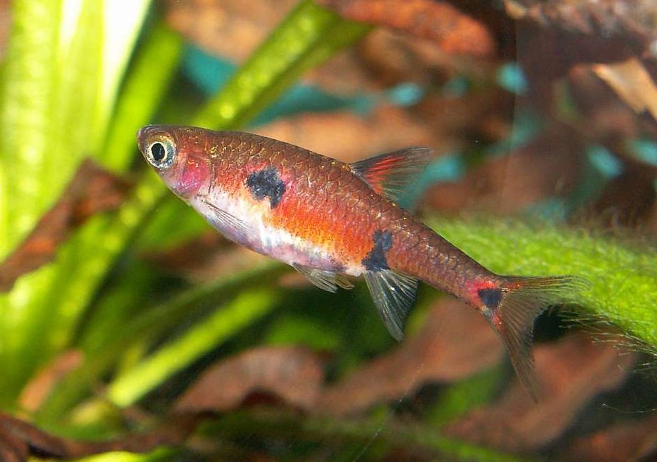 Boraras maculatus