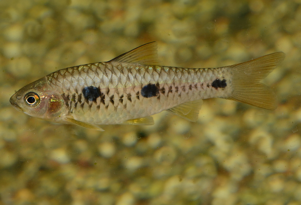 Barbus trispilos
