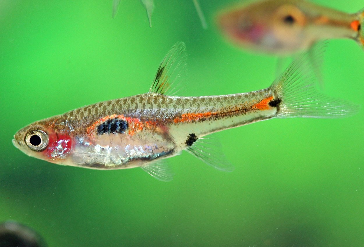 Boraras merah