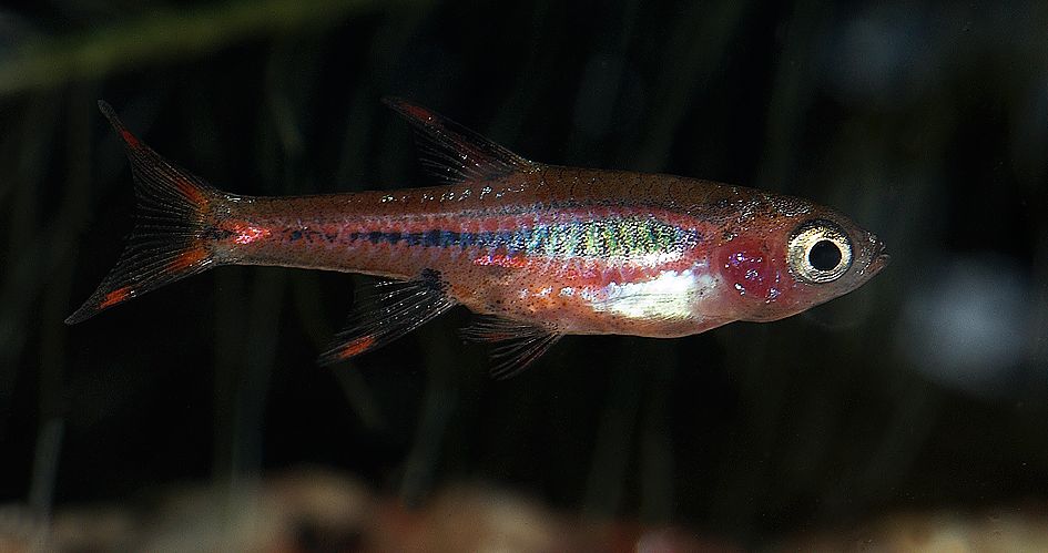 Boraras brigittae