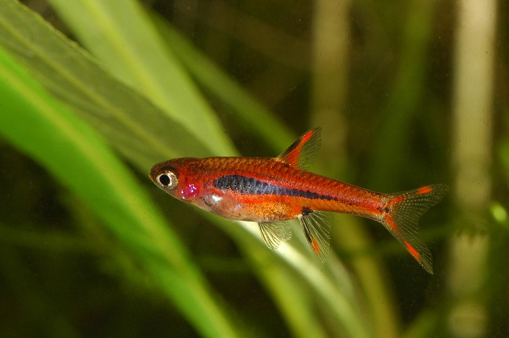 Boraras brigittae
