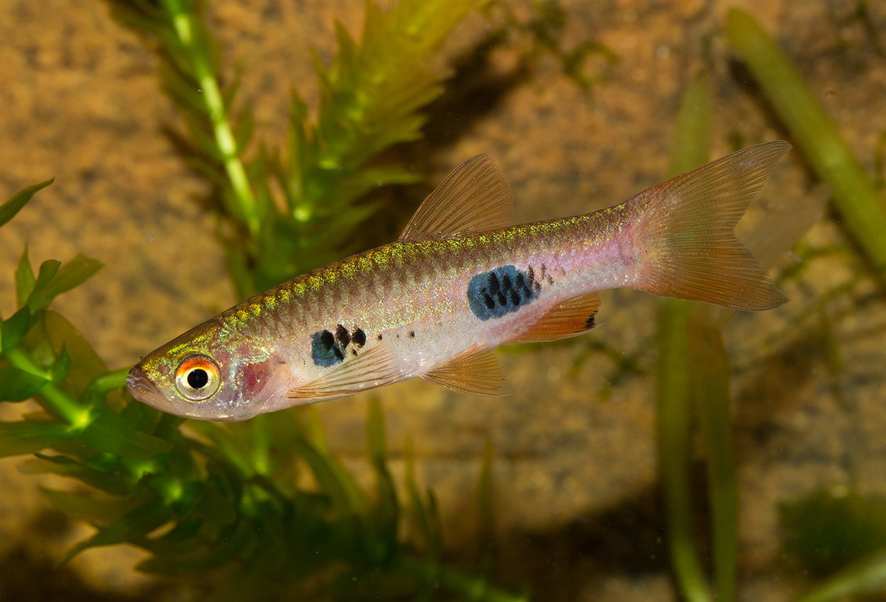 Clownrasbora