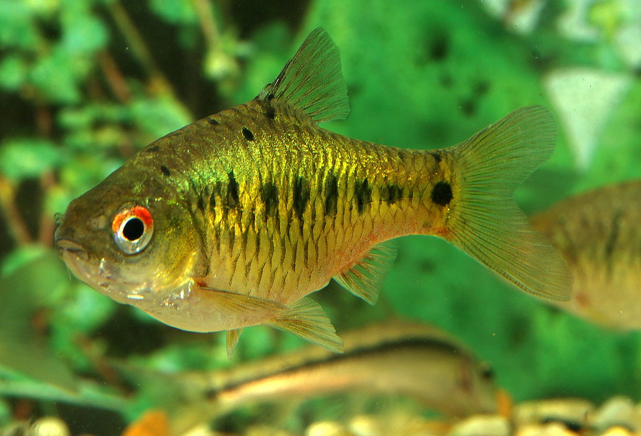 Mässingsbarb