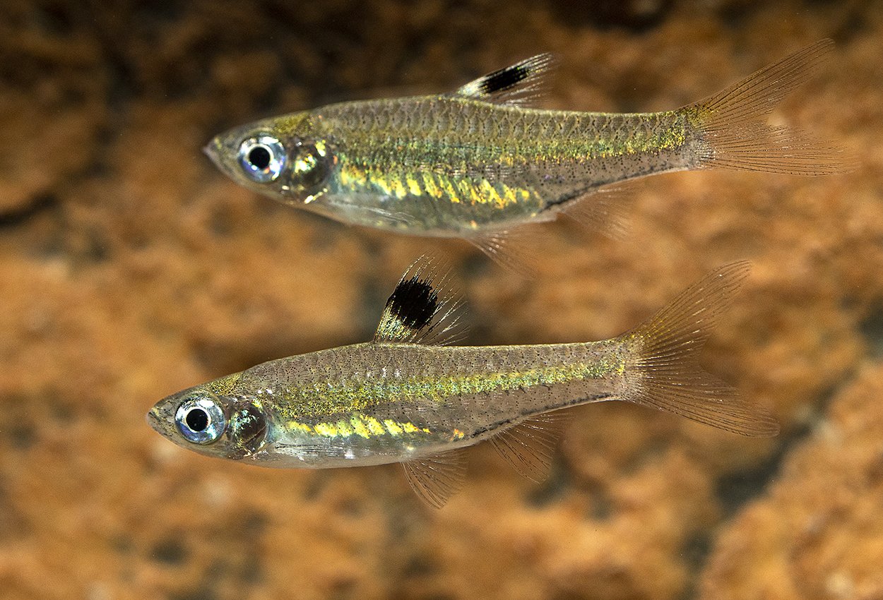 Ögonfläcksrasbora