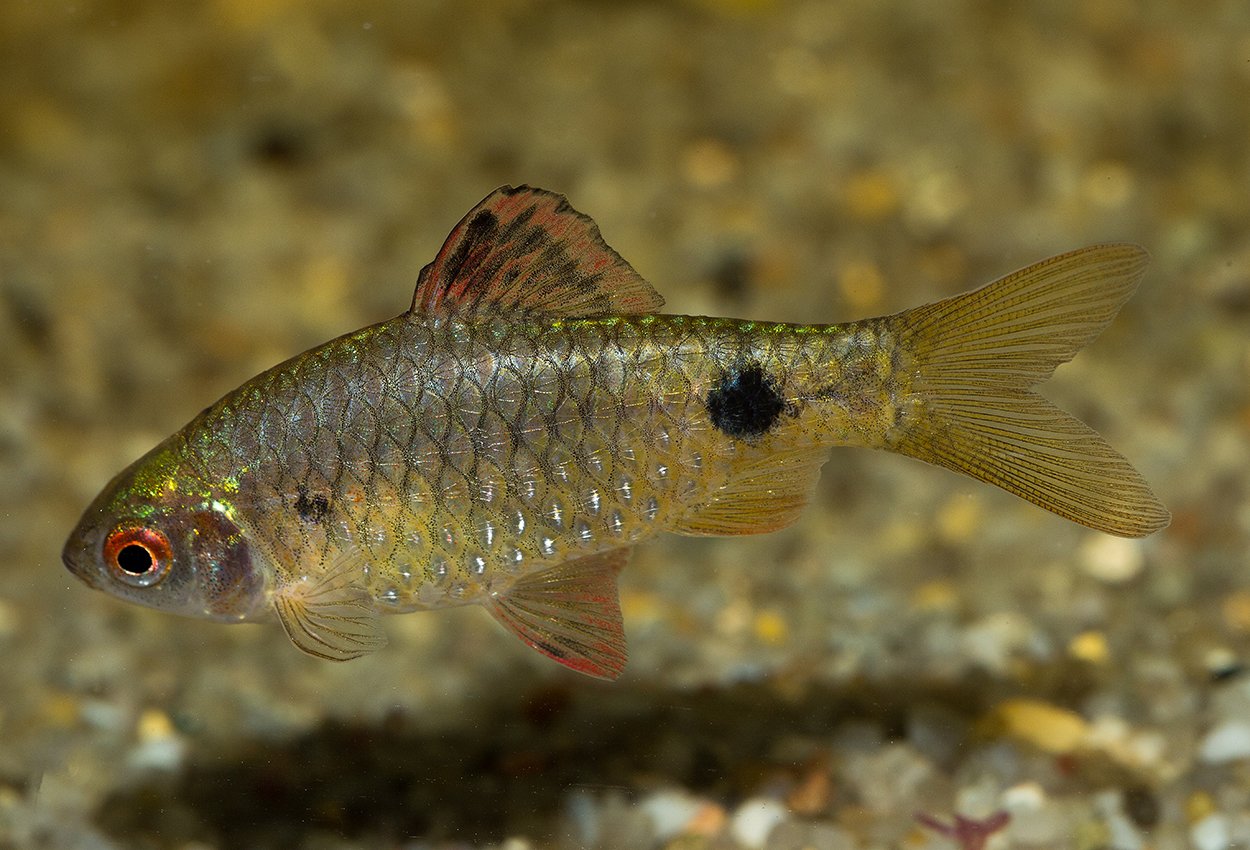 Indianbarb