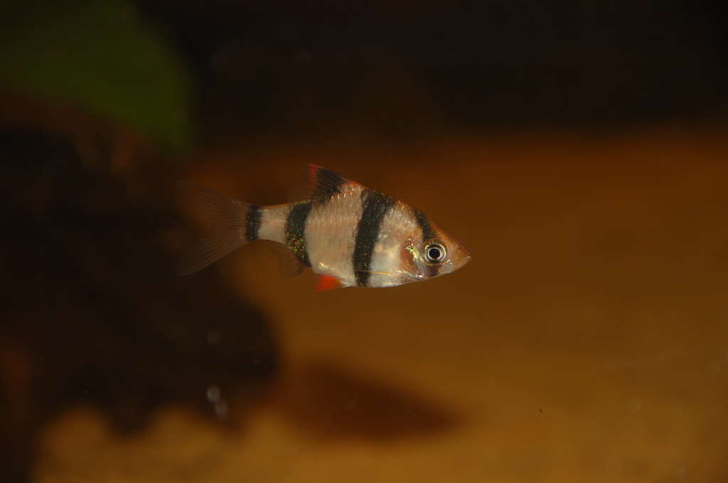 Puntius tetrazona