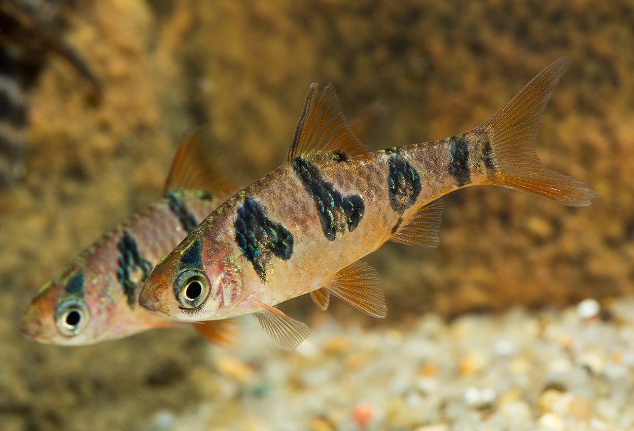 Rundbandad barb