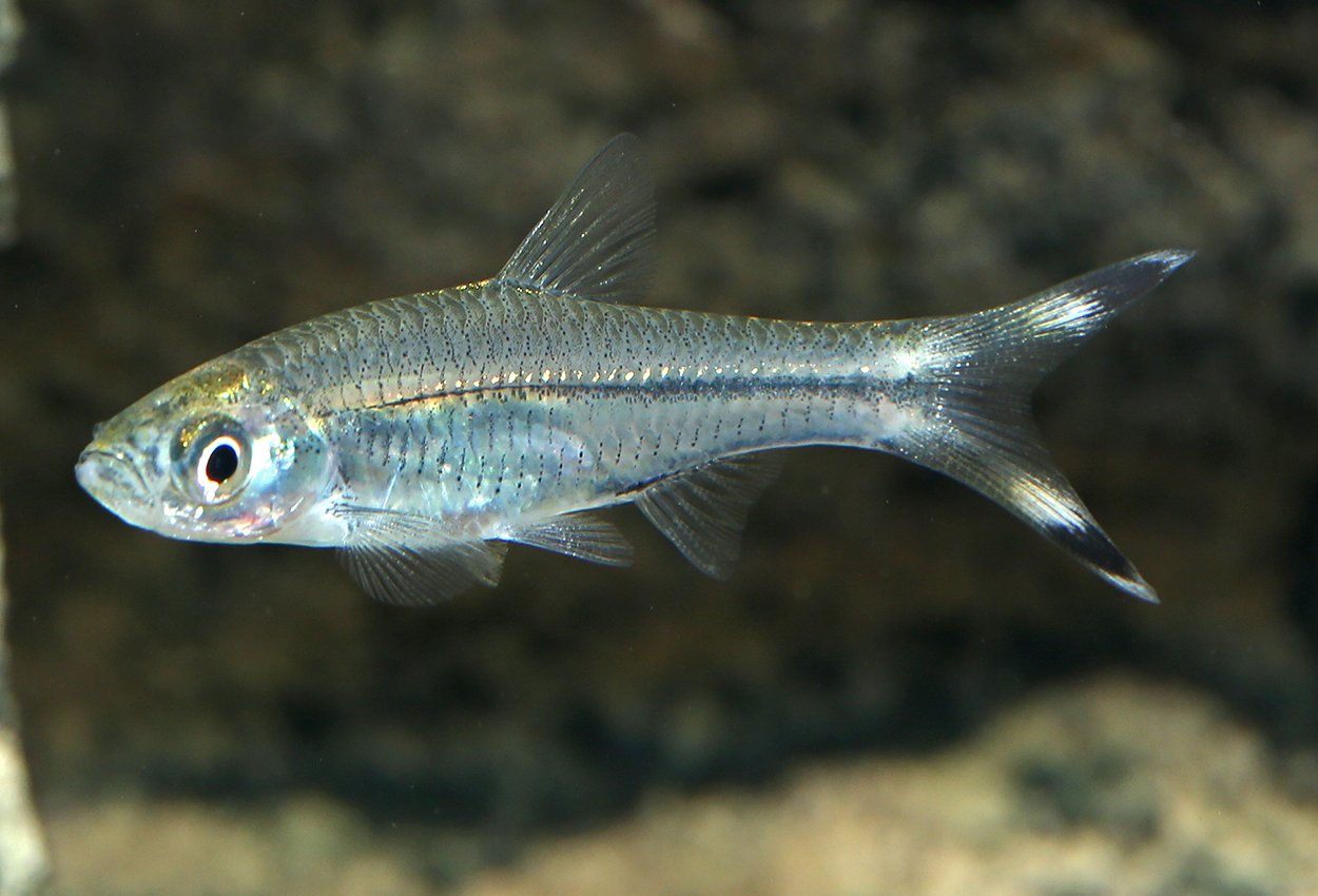 saxfisk