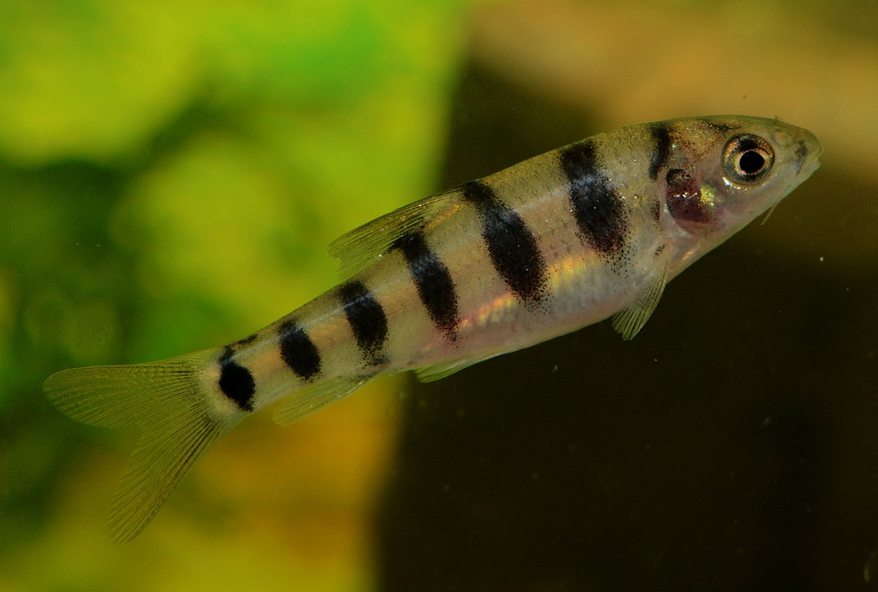 Barbodes semifasciolatus