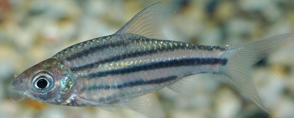 Puntius johorensis