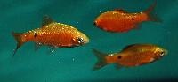 Pethia conchonius