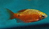 Pethia conchonius
