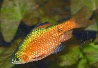 Pethia conchonius