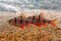 Desmopuntius pentazona