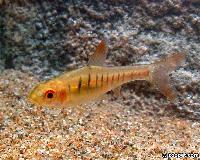 Barbus fasciolatus