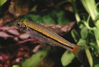 Rasbora borapetensis