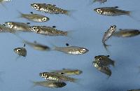 Rasbora dorsiocellata