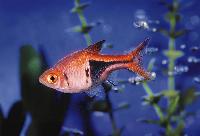 Trigonostigma heteromorpha