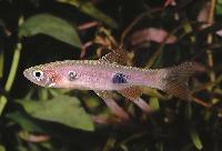 Rasbora kalochroma