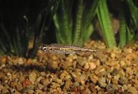 Rasbora pauciperforata