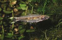 Rasbora trilineata