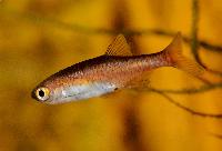 Microrasbora rubescens