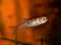 Microrasbora rubescens
