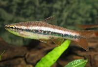 Rasbora patrickyapi
