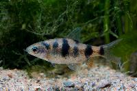Puntius sahyadriensis