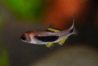 Enteromius hulstaerti