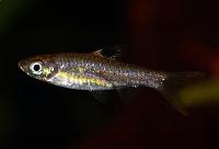 Rasbora dorsiocellata